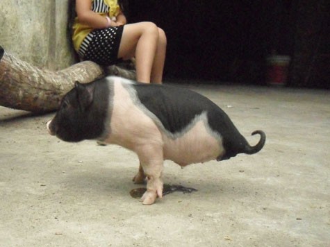 Mới được hơn 10 ngày tuổi, con lợn "khuyết tật" đi bằng hai chân.